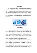 Referāts 'Gošē slimība', 5.