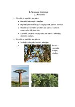 Konspekts 'Savanna', 4.