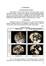 Referāts 'Magnētiskās smiltis', 10.