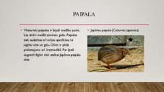 Prezentācija 'Paipalu audzēšana', 2.