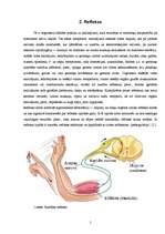 Referāts 'Refleksi', 5.