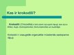 Prezentācija 'Krokodili', 2.