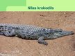 Prezentācija 'Krokodili', 4.