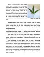 Referāts 'Sējas kaņepju biomasas un garuma atkarība no slāpekļa mēslojuma', 7.
