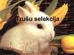 Prezentācija 'Trušu selekcija', 1.