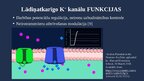 Prezentācija 'Lādiņatkarīgie K+ jonu kanāli', 6.