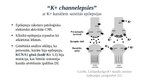 Prezentācija 'Lādiņatkarīgie K+ jonu kanāli', 7.