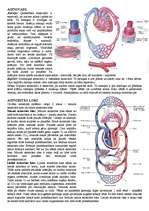 Konspekts 'Asinsrite un limfrite. Ar to saistītās slimības. Sirds. Imunitāte', 2.