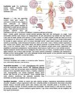 Konspekts 'Asinsrite un limfrite. Ar to saistītās slimības. Sirds. Imunitāte', 6.