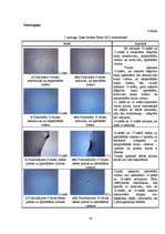 Referāts 'Lotosa efekts', 16.