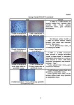 Referāts 'Lotosa efekts', 17.