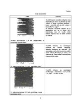 Referāts 'Lotosa efekts', 19.