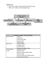 Konspekts 'Uzņēmuma "Atlētika" izdevumu struktūra', 4.