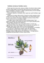 Konspekts 'Kailsēkļu vairošanās. Kailsēkļu nozīme', 1.