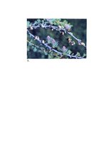 Konspekts 'Kailsēkļu vairošanās. Kailsēkļu nozīme', 3.