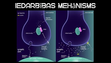 Prezentācija 'Kokaīns', 4.