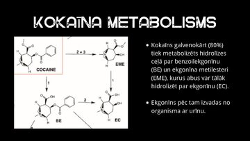 Prezentācija 'Kokaīns', 7.