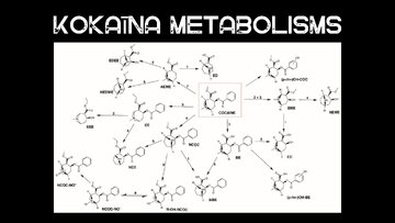 Prezentācija 'Kokaīns', 8.