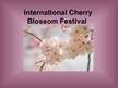 Prezentācija 'International Cherry Blossom Festival', 1.