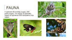 Prezentācija 'Singapūra', 8.