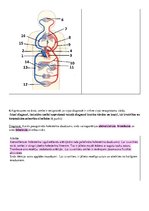 Konspekts 'Vielu transports', 3.