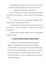 Referāts 'Mežsaimniecības nozare Latvijā', 11.