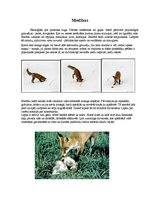 Referāts 'Rudā lapsa', 3.