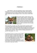 Referāts 'Rudā lapsa', 5.