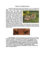 Referāts 'Rudā lapsa', 7.