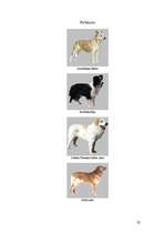 Referāts 'Suņu sociālā uzvedība un tās aspekti', 32.