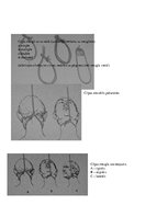 Konspekts 'Konspekts tiesu medicīnā', 47.
