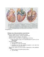 Konspekts 'Konspekts tiesu medicīnā', 60.