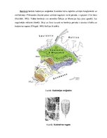 Referāts 'Čehu masīvs, tā paleoģeogrāfiskā attīstība un ģeoloģiskās uzbūves galvenās iezīm', 4.