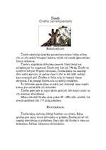 Referāts 'Plankumainie dzīvnieki', 3.