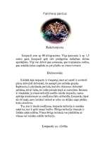 Referāts 'Plankumainie dzīvnieki', 7.