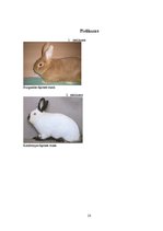 Referāts 'Truškopība', 23.