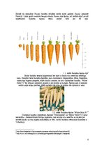 Referāts 'Burkānu audzēšana ZS "Dzelzītes"', 5.