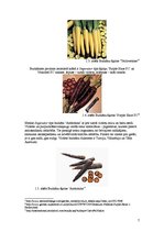 Referāts 'Burkānu audzēšana ZS "Dzelzītes"', 6.