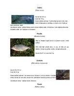 Referāts 'Alūksnes ezers un ezeri Alūksnes rajonā', 40.