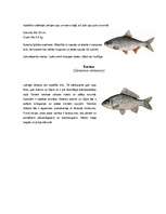 Referāts 'Alūksnes ezers un ezeri Alūksnes rajonā', 41.