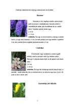 Referāts 'Telpaugi', 5.