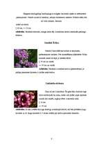 Referāts 'Telpaugi', 6.