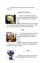 Referāts 'Telpaugi', 7.