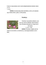 Referāts 'Telpaugi', 8.