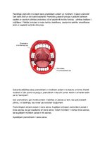 Konspekts 'Premolāru molarizācija', 2.