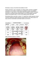 Konspekts 'Premolāru molarizācija', 3.