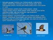 Prezentācija 'Putnu vērošana Kurzemē', 9.