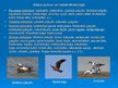Prezentācija 'Putnu vērošana Kurzemē', 14.
