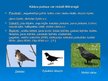 Prezentācija 'Putnu vērošana Kurzemē', 26.