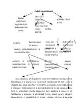 Referāts 'Пассивы и активи', 17.